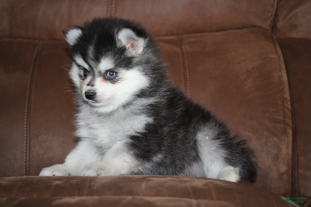Pomsky dogs for sale: Zane READY NOW - Ad 5
