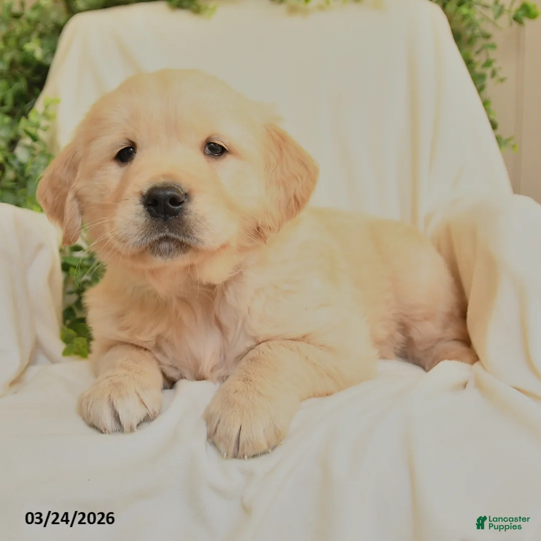 Golden Retriever dogs for sale: Matt  - Ad 2