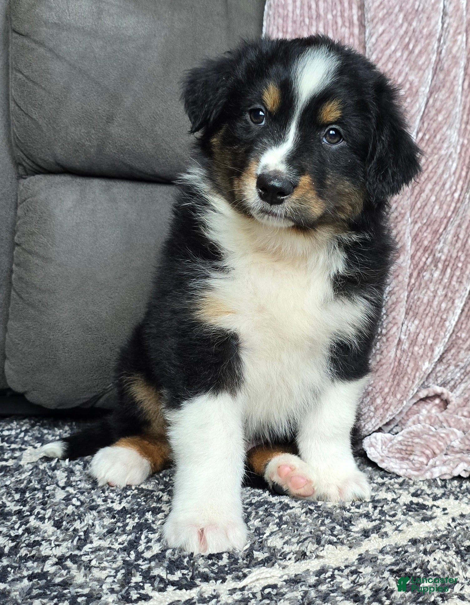Australian Shepherd dogs Tanner - Ad 2