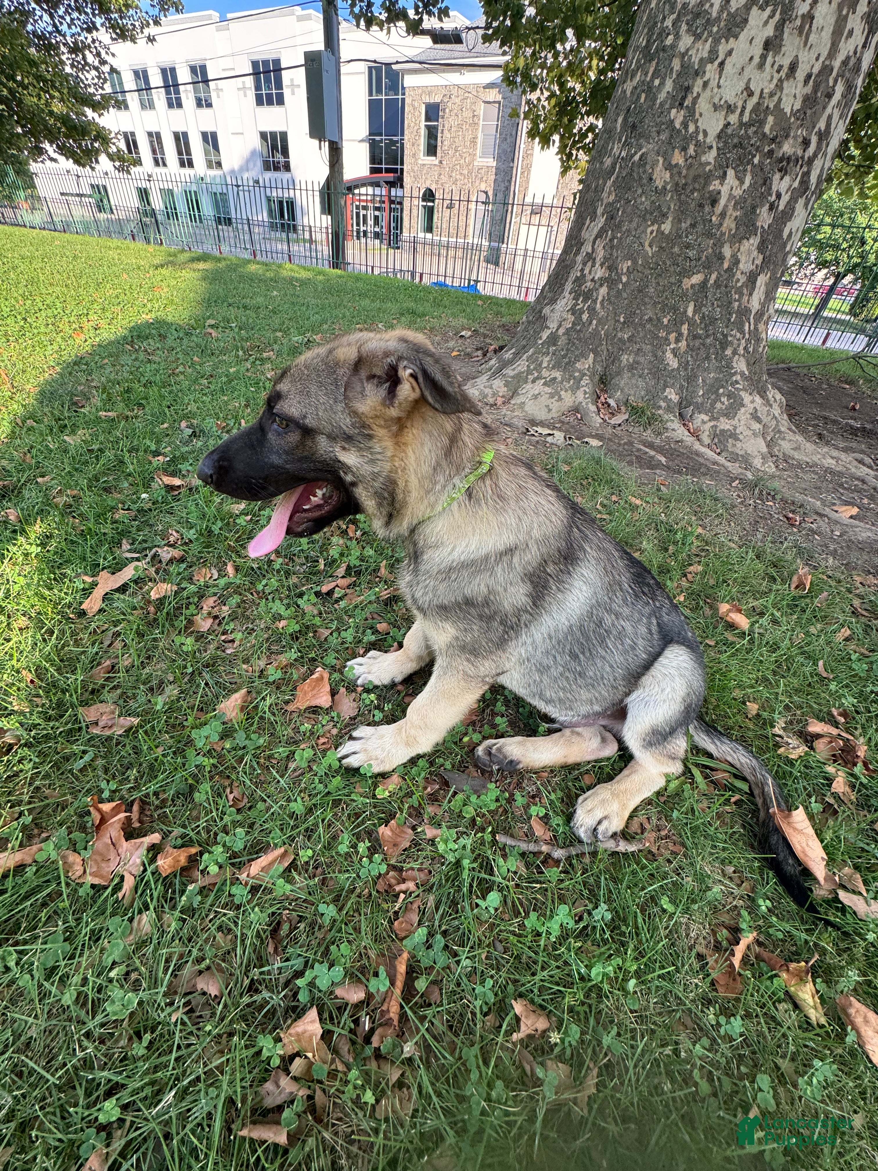 German Shepherd dogs Burger  - Ad 2
