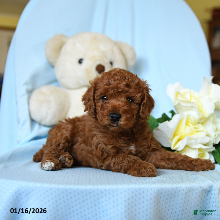 Toy Poodle dogs Waylon - Ad 1