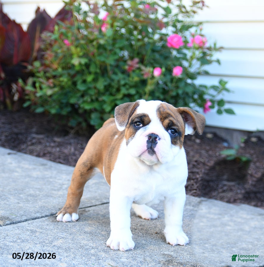 English Bulldog dogs for sale: Polly - Ad 1