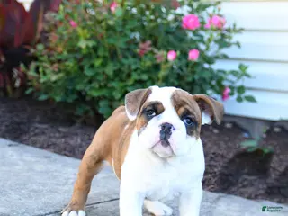 English Bulldog dogs for sale: Polly - Ad 1