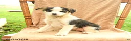 Mixed Breed dogs for sale: Fern - Ad 3
