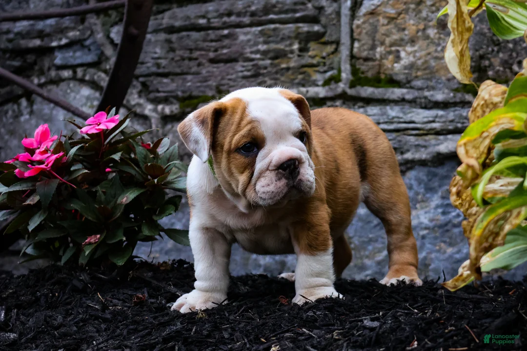 English Bulldog dogs for sale: Daxter - Ad 2