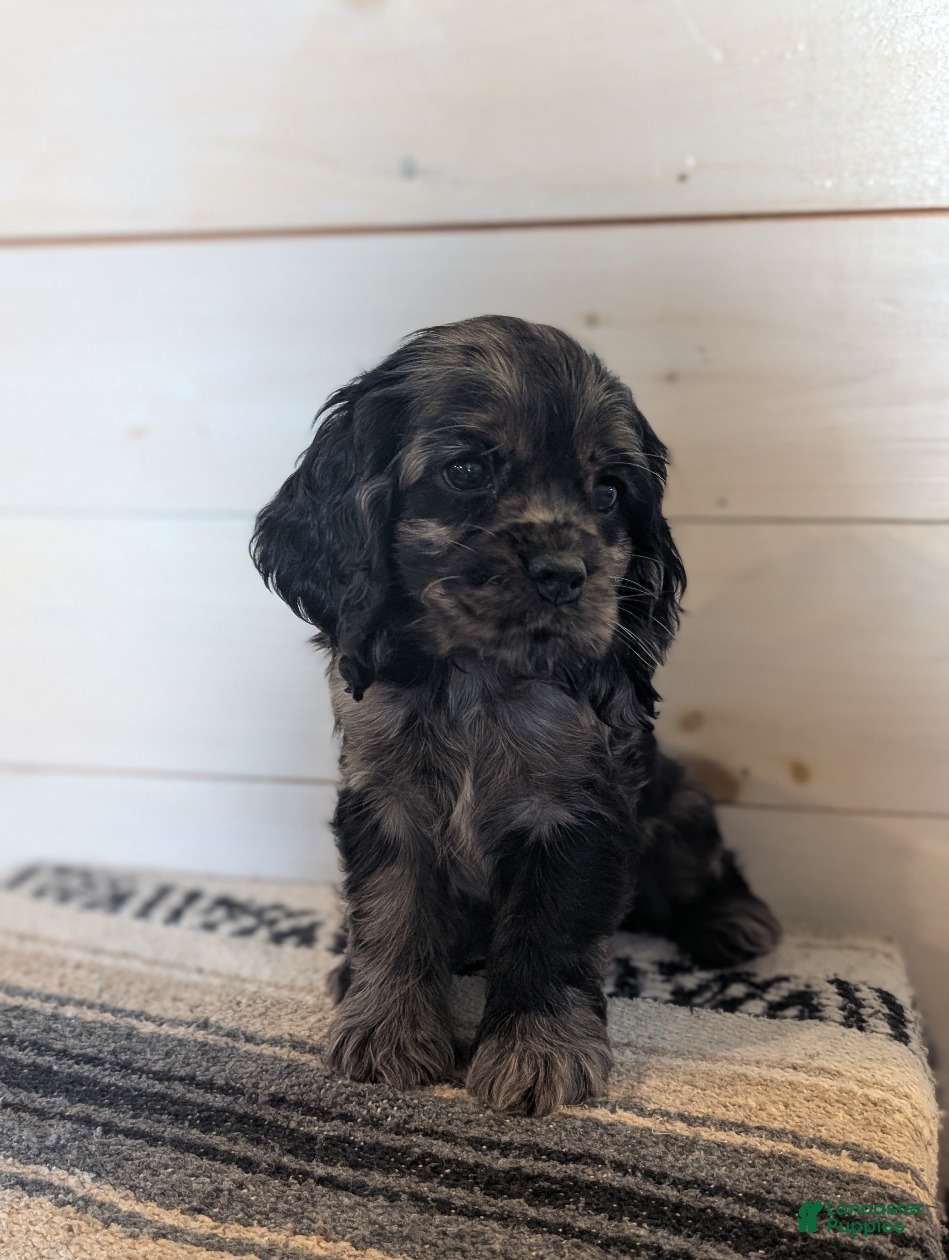 Cocker Spaniel dogs Beth - Ad 2