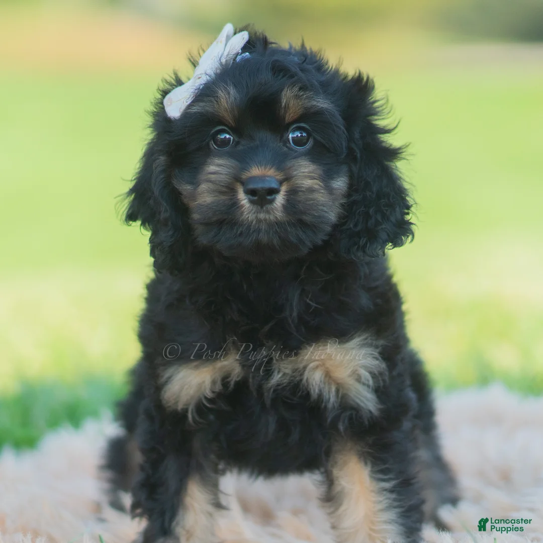 Cavapoo dogs for sale: Daisy - Ad 2