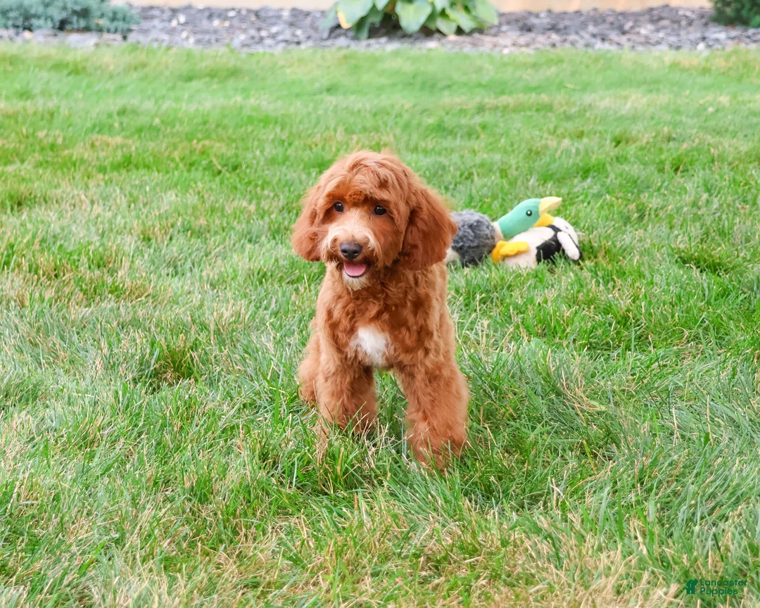 Cavapoo dogs for sale: Illius - Ad 2