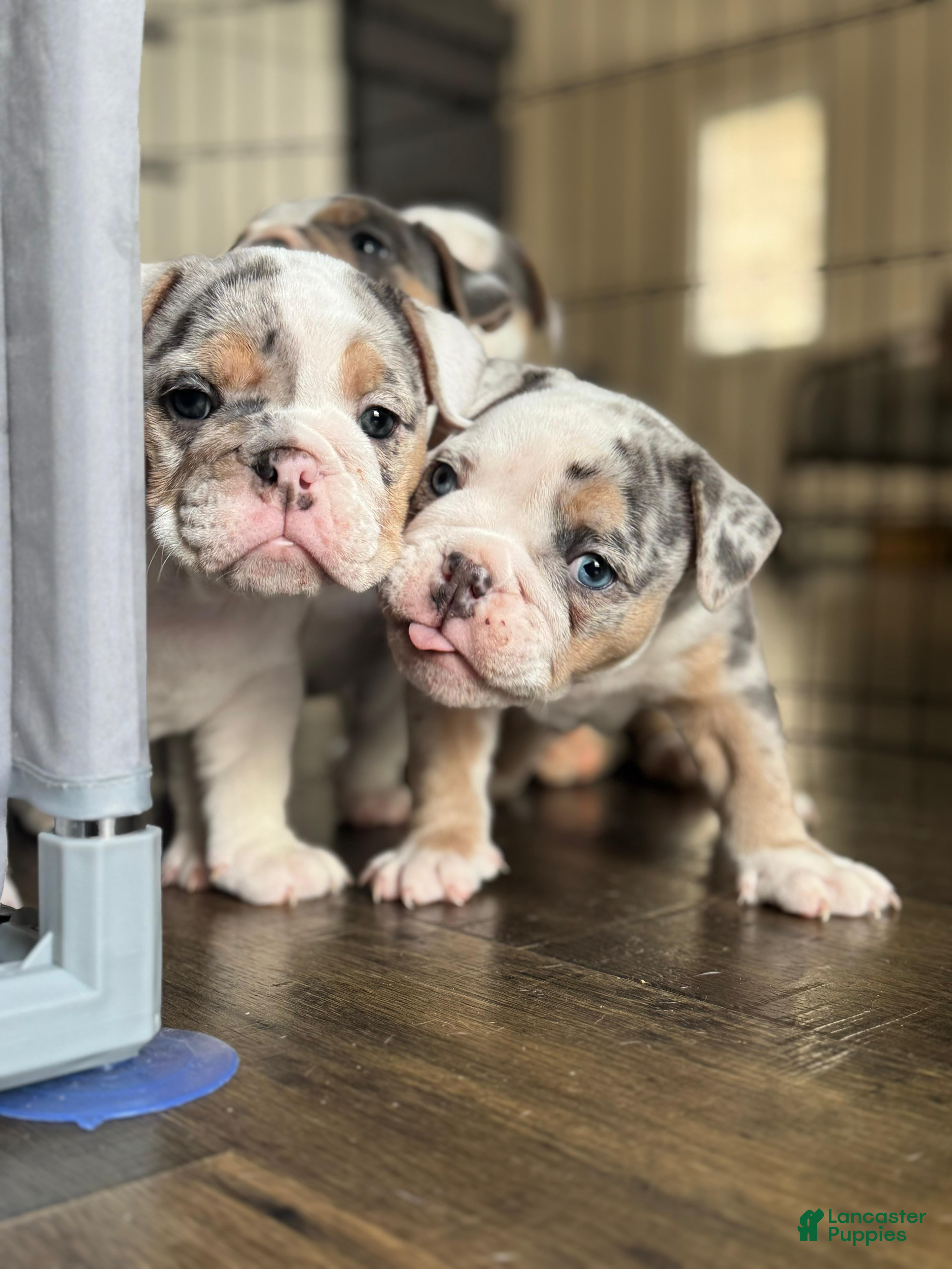 English Bulldog dogs English Bulldog Puppy 7 - Ad 2