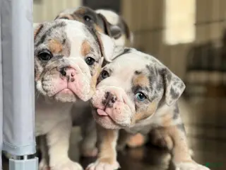 English Bulldog dogs English Bulldog Puppy 7 - Ad 2