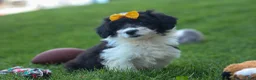 Corgipoo dogs for sale: NORMAN - Ad 9