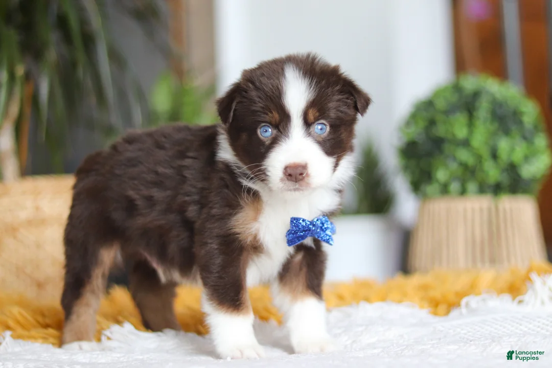 Australian Shepherd dogs for sale: Sydney - Ad 5