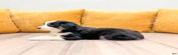 Miniature Australian Shepherd dogs for sale: Pearl - Ad 4