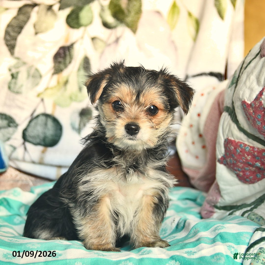 Morkie dogs for sale: Betty   - Ad 5