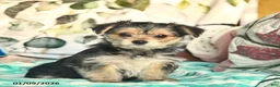 Morkie dogs for sale: Betty   - Ad 10