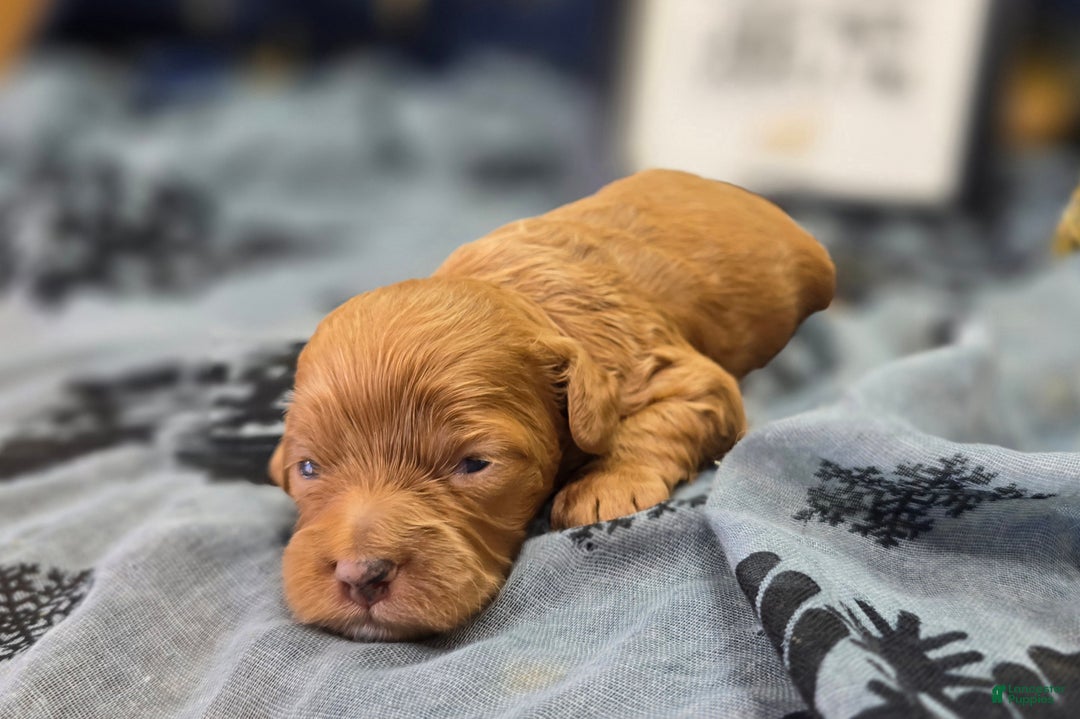 Cockapoo dogs for sale: Mr Bicklebaum - Ad 4