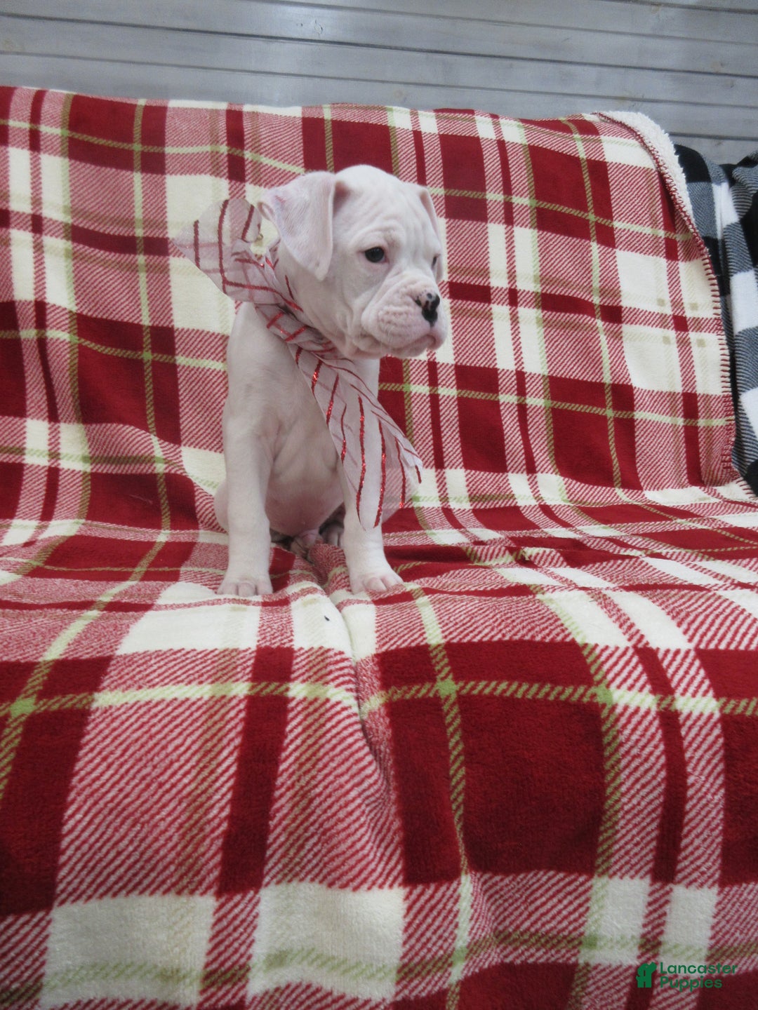 Boxer dogs for sale: Diamond - Ad 4