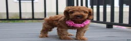 Cockapoo dogs for sale: Lyra - Ad 4