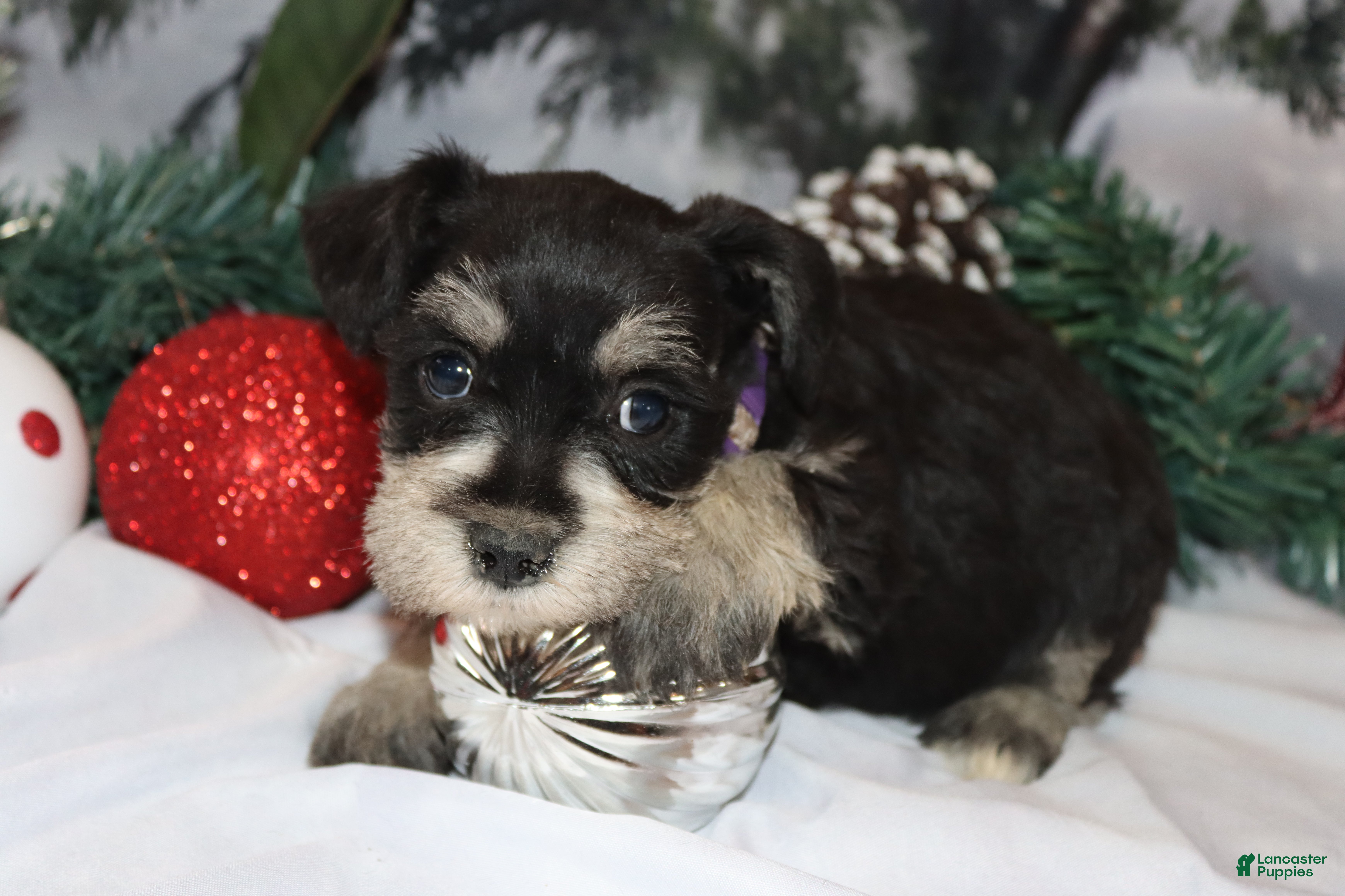 Miniature Schnauzer dogs summer - Ad 34