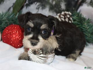 Miniature Schnauzer dogs summer - Ad 34