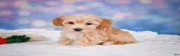 Maltipoo dogs for sale: callie - Ad 5
