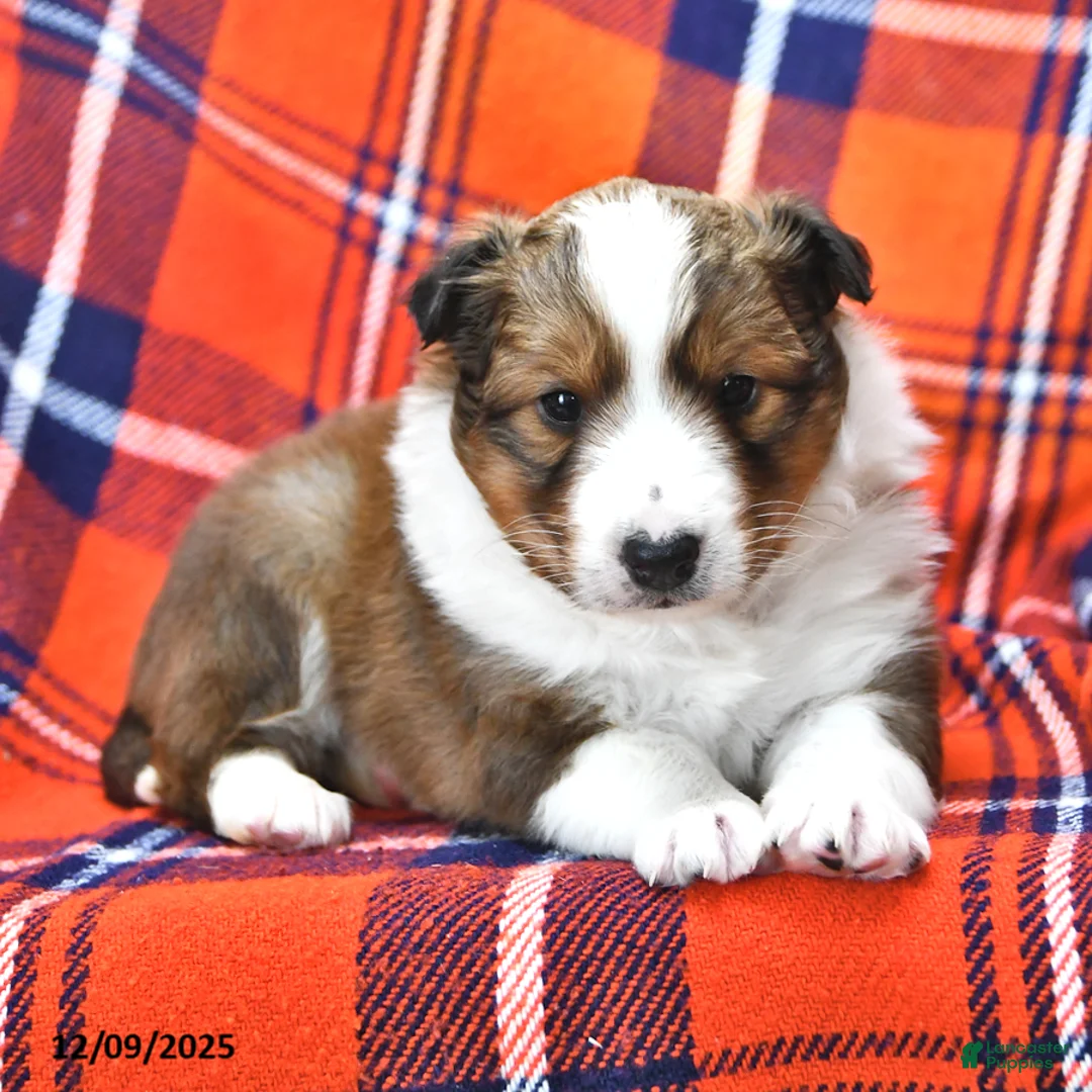 Shetland Sheepdog dogs for sale: Mr Christmas - Ad 8