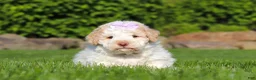 Lagotto Romagnolo dogs for sale: Kaylee - Ad 1