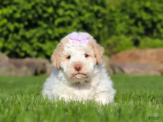Lagotto Romagnolo dogs for sale: Kaylee - Ad 1