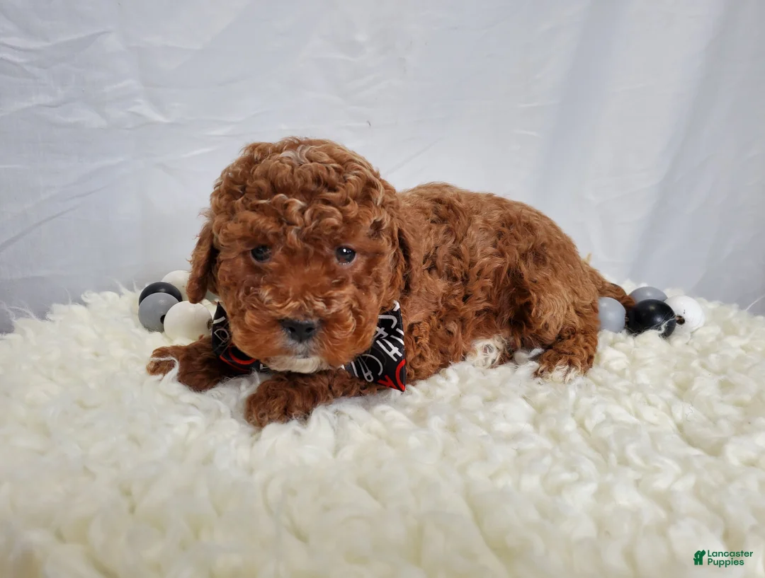 Toy Poodle dogs for sale: Joey - Ad 4