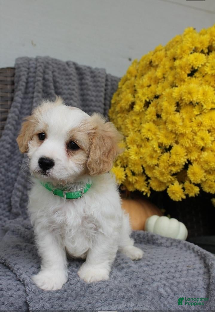 Cavachon dogs Buddy - Ad 2