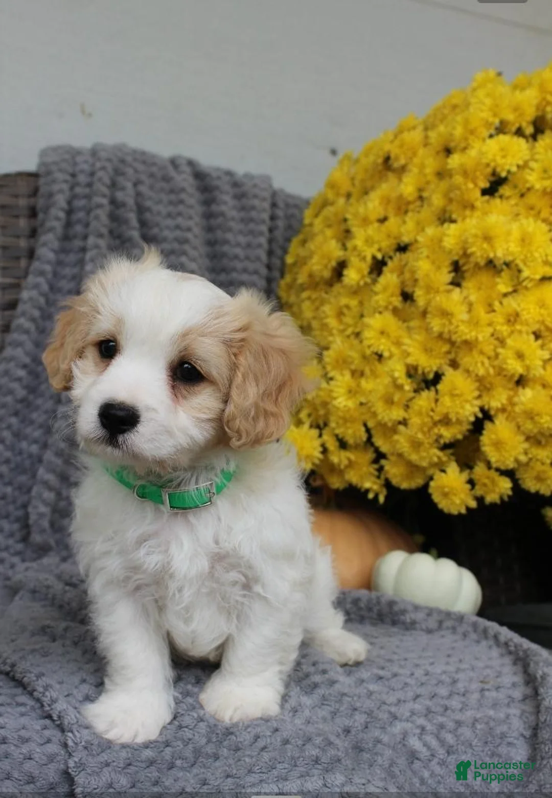 Cavachon dogs for sale: Buddy - Ad 2