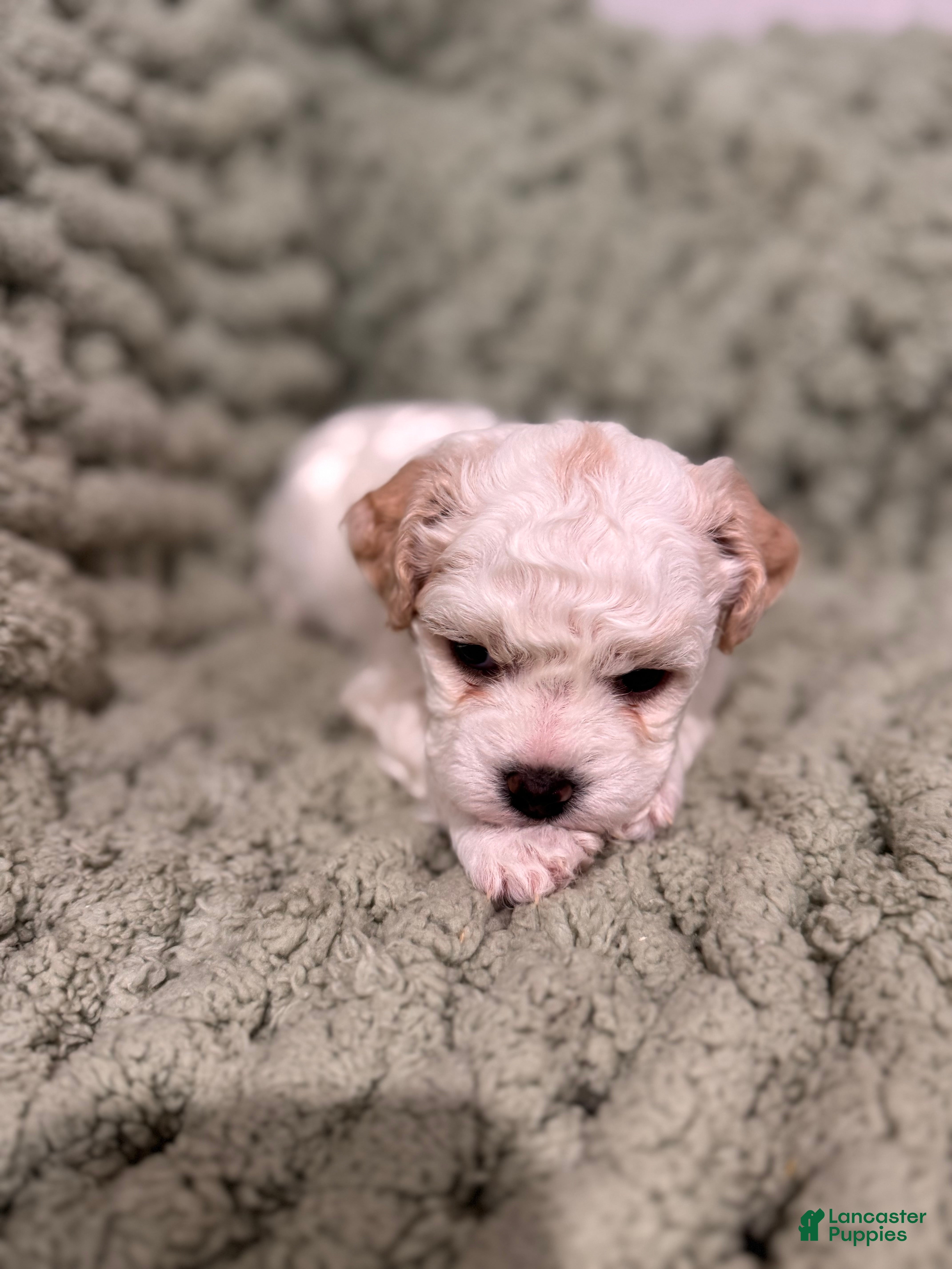 Mixed Breed dogs Dolly  - Ad 1