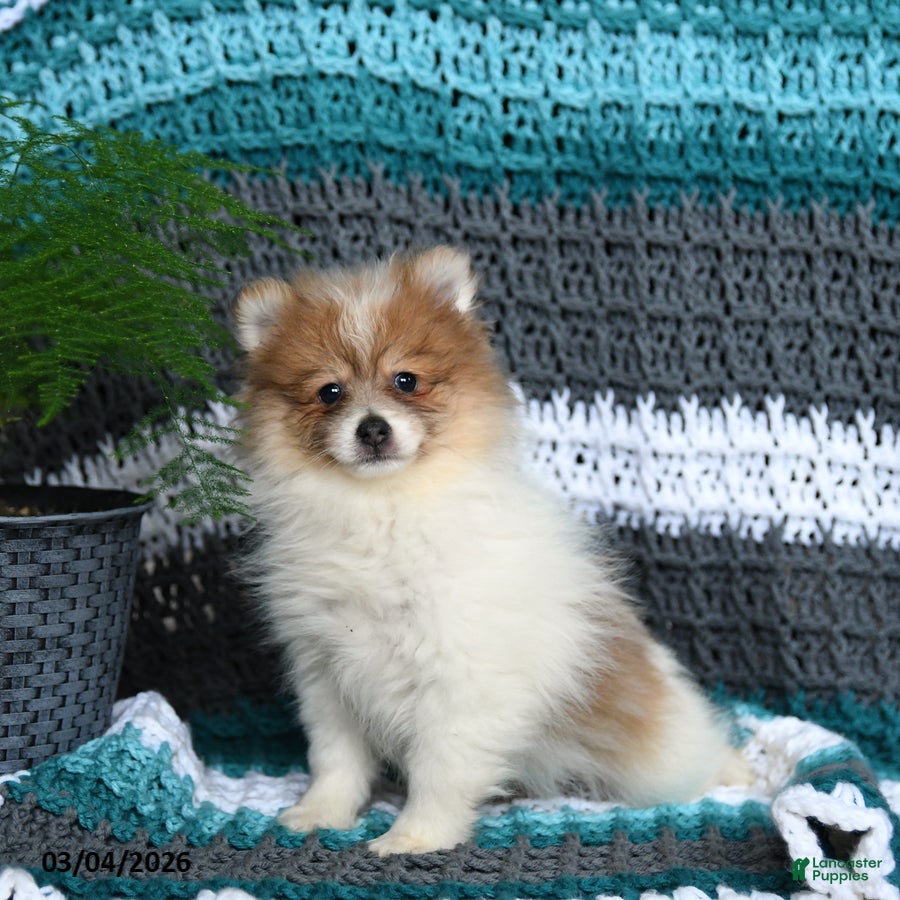Pomeranian dogs Ruby - Ad 1