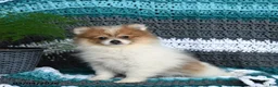 Pomeranian dogs for sale: Ruby - Ad 1