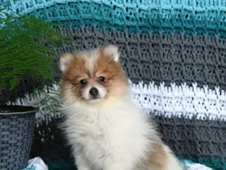 Pomeranian dogs for sale: Ruby - Ad 4