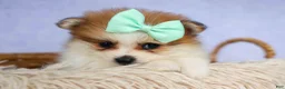 Pomeranian dogs for sale: Frankie 🐶 - Ad 9