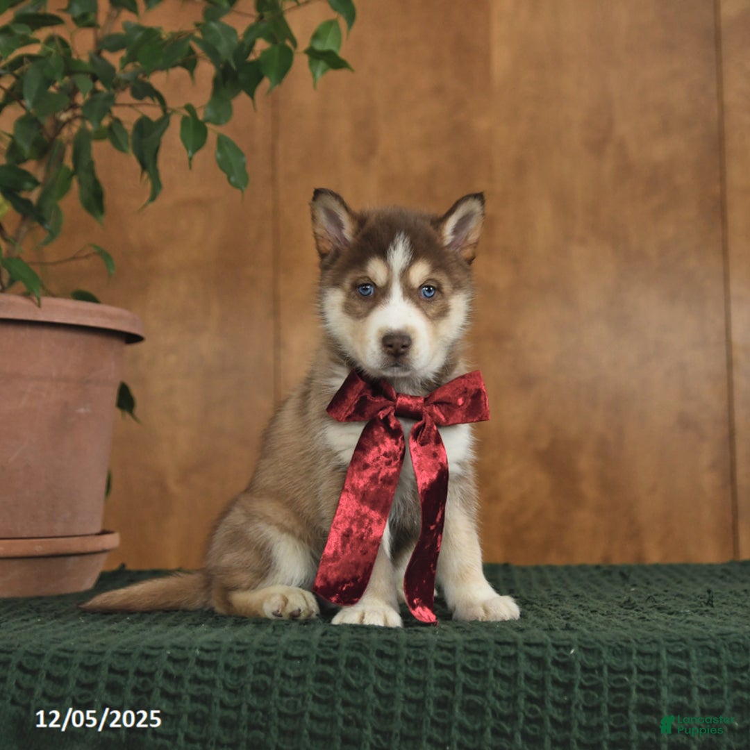 Siberian Husky dogs for sale: Ariel - Ad 2