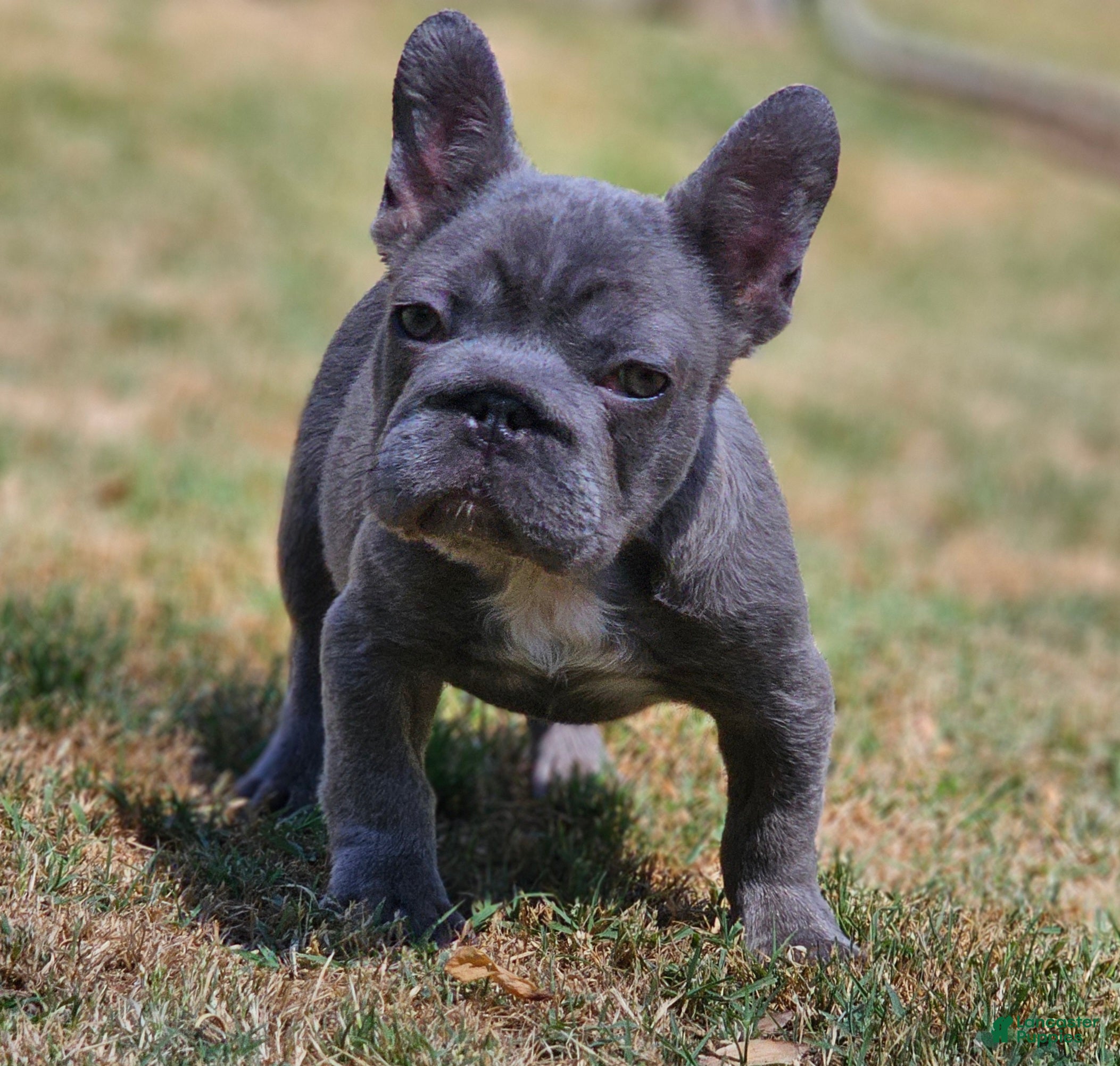 French Bulldog dogs French Bulldog Puppy 3 - Ad 2