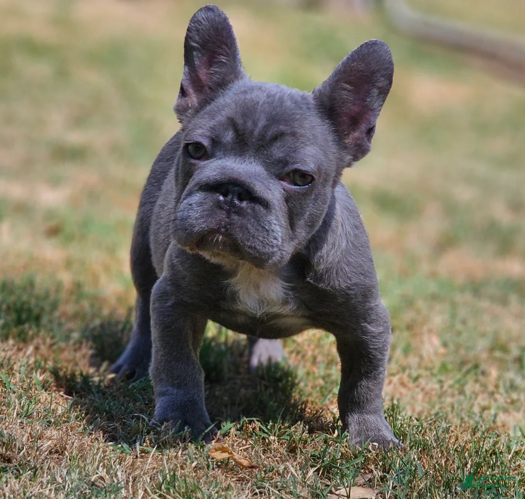 French Bulldog dogs for sale: French Bulldog Puppy 3 - Ad 2