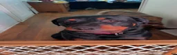 Mixed Breed dogs for sale: Smokey - Ad 5