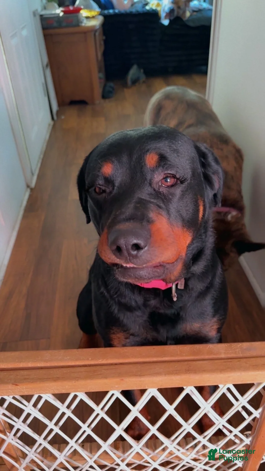 Mixed Breed dogs for sale: Smokey - Ad 5