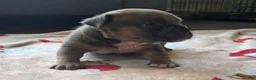 American Bully dogs for sale: Blue Fawn - Ad 7