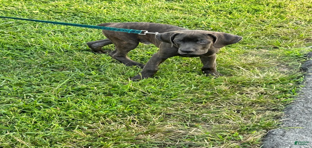 Gallery Image {{count}}