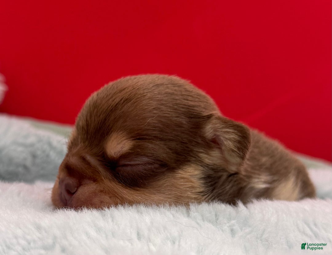 French Bulldog dogs for sale: French Bulldog Puppy 4 - Ad 7