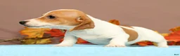 Miniature Dachshund dogs for sale: Almond - Ad 2