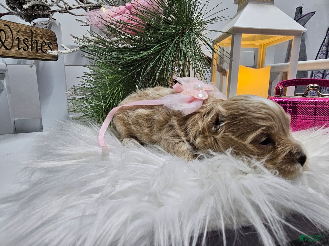 Maltipoo dogs for sale: Maltipoo Serena - Ad 2