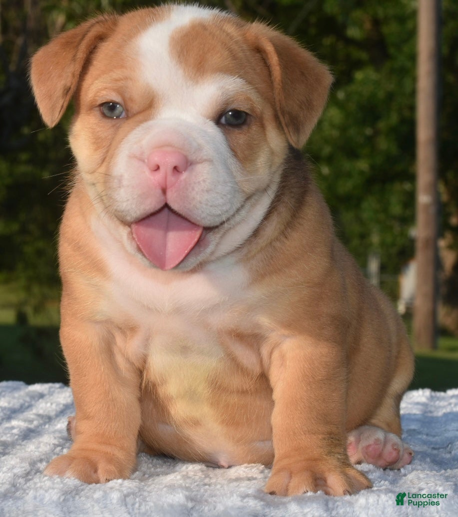 Mixed Breed dogs Tank hybrid bulldog puppy - Ad 2