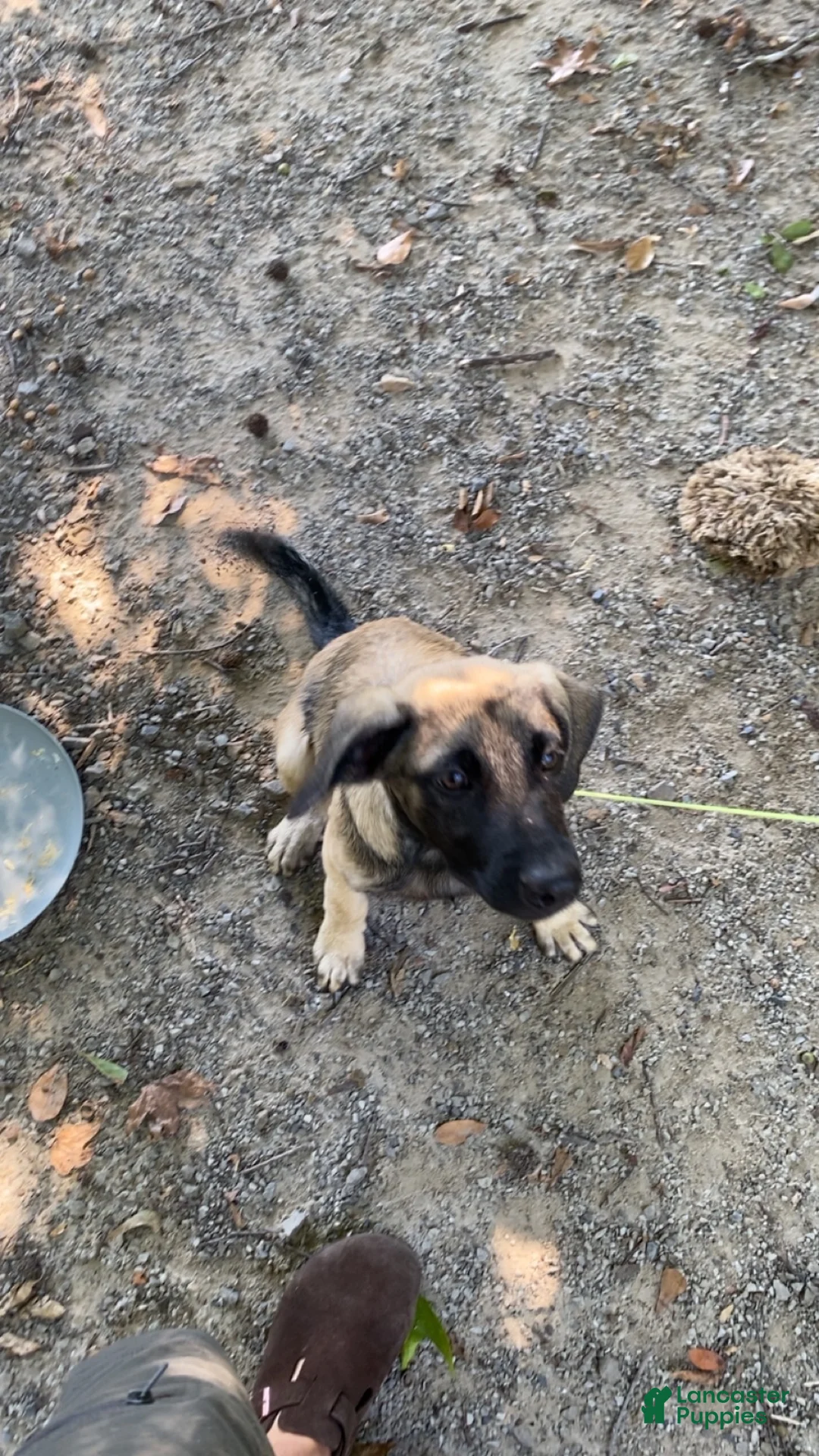 Mixed Breed dogs for sale: Mixed Breed 1 - Ad 2