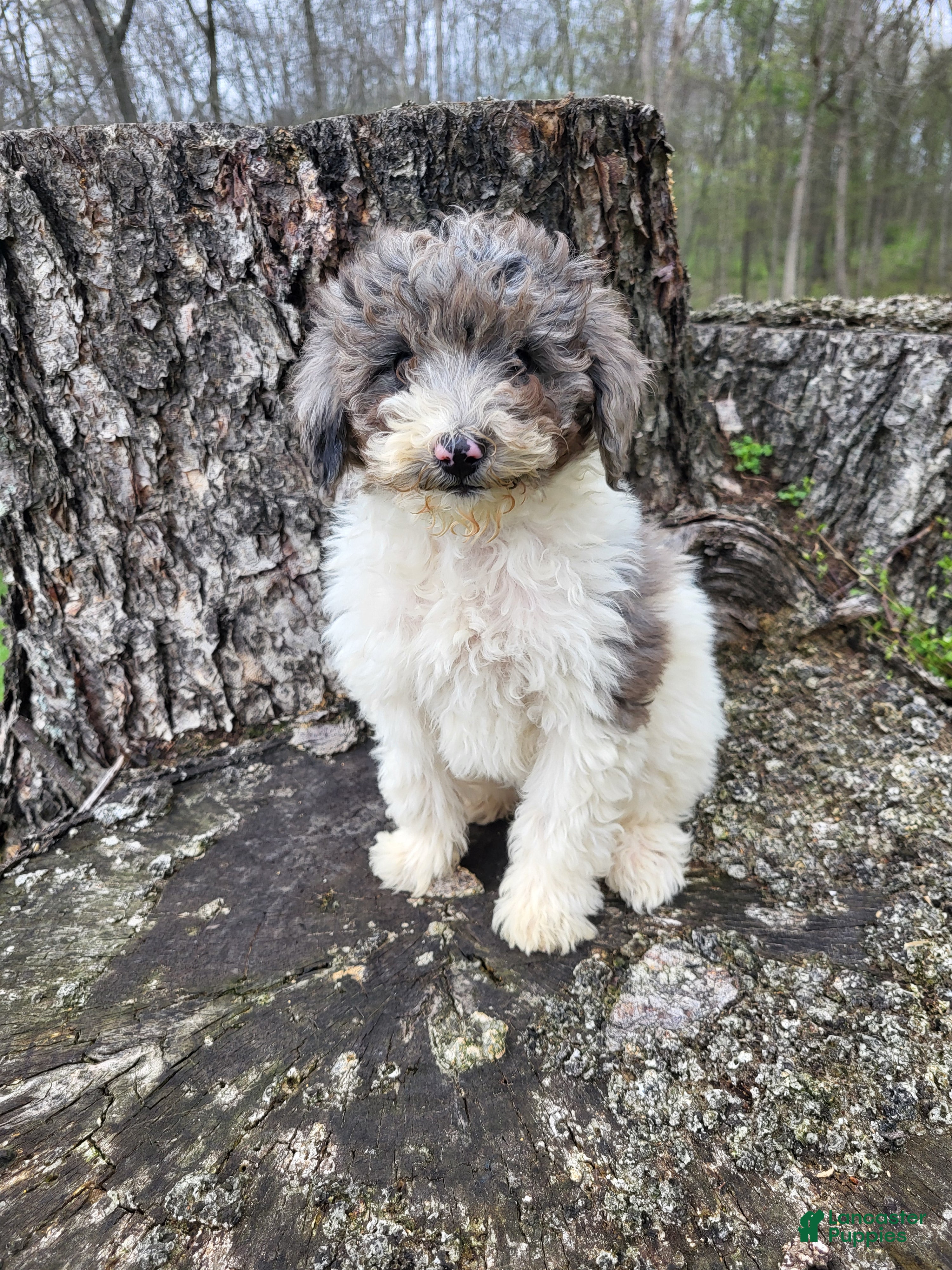 Miniature Poodle dogs Melody  - Ad 1