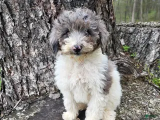 Miniature Poodle dogs for sale: Melody - Ad 1